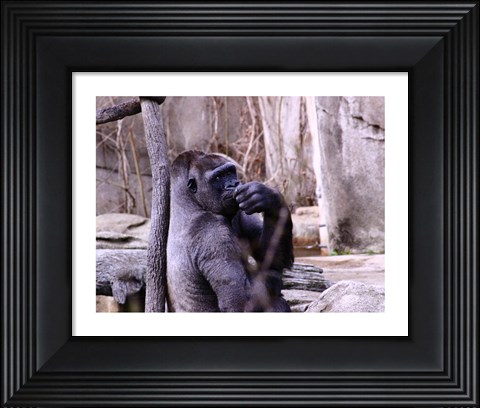 Framed Gorilla - Perhaps? Print