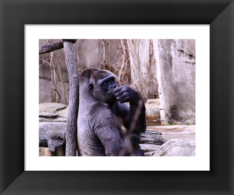 Framed Gorilla - Perhaps? Print