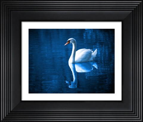 Framed Swan Print