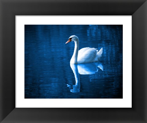 Framed Swan Print