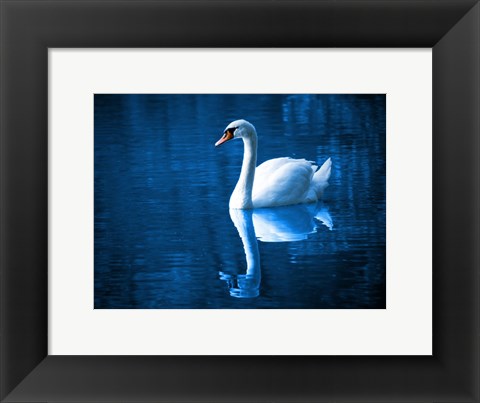 Framed Swan Print