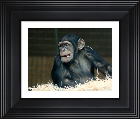 Framed Funny Monkey Print