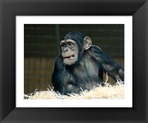 Framed Funny Monkey Print