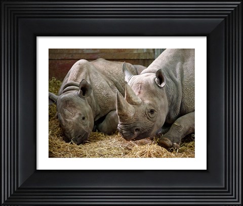 Framed Two Rhinos Print
