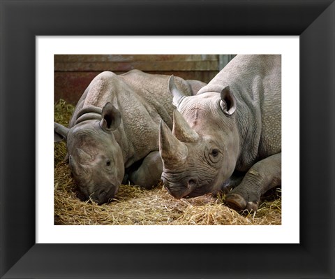 Framed Two Rhinos Print