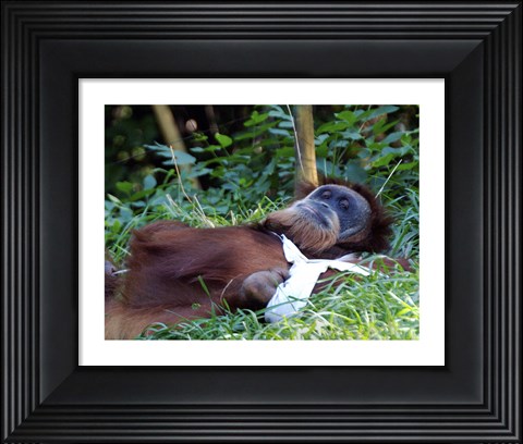 Framed Orangutan - Just about to take a nap Print
