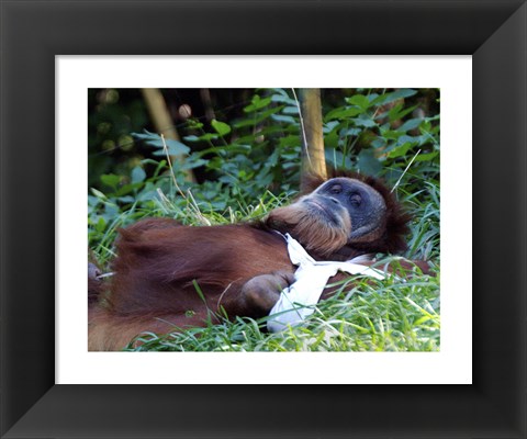 Framed Orangutan - Just about to take a nap Print