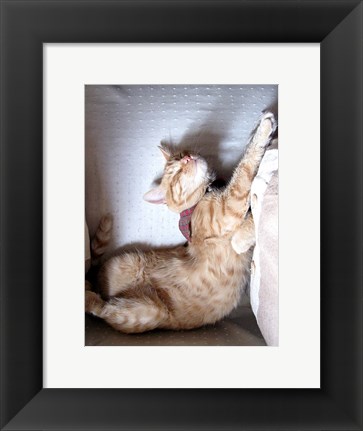 Framed Just Stretchin Print