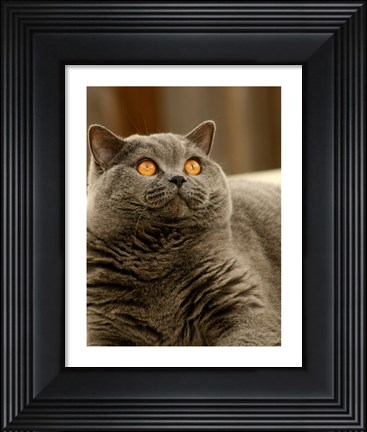 Framed Brittish Shorthair Print