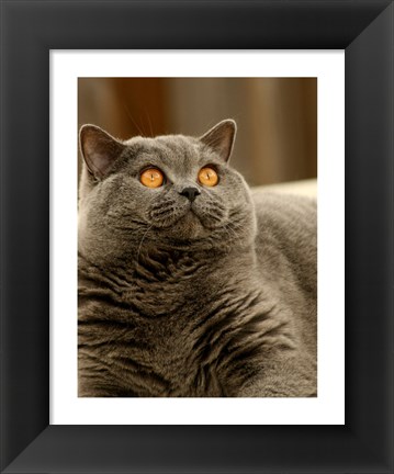 Framed Brittish Shorthair Print