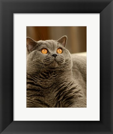 Framed Brittish Shorthair Print