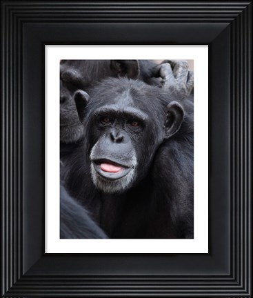 Framed Funny face monkey Print