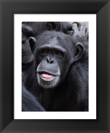 Framed Funny face monkey Print