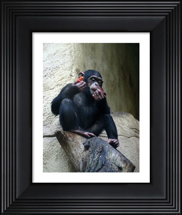Framed Orangutan - Burlap Hat Print