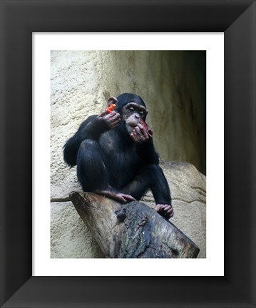 Framed Orangutan - Burlap Hat Print