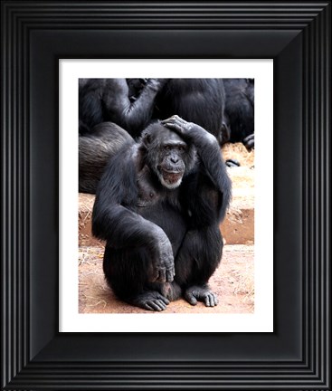 Framed Chimp - Let me think it over Print
