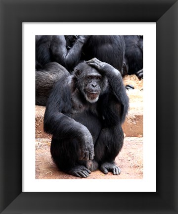 Framed Chimp - Let me think it over Print