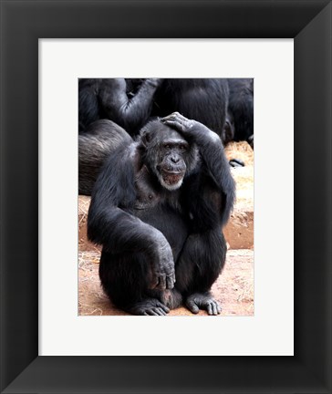 Framed Chimp - Let me think it over Print