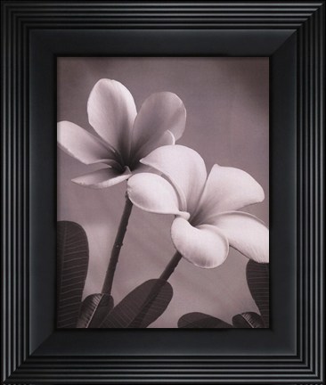 Framed Plumeria II - mini Print