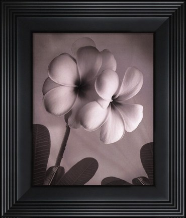 Framed Plumeria I - mini Print