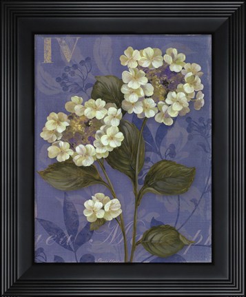 Framed Lace Hydrangea - mini Print