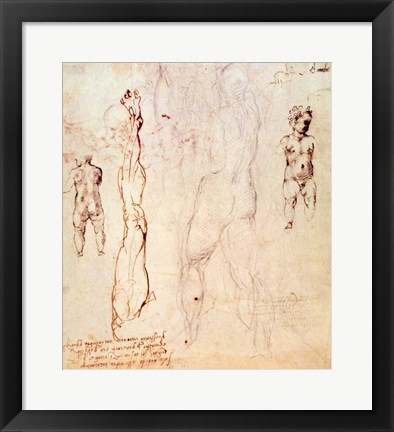 Framed Anatomical drawings with accompanying notes Print