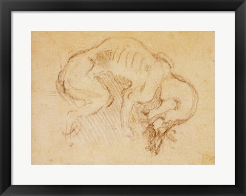 Framed Study of a dog Print