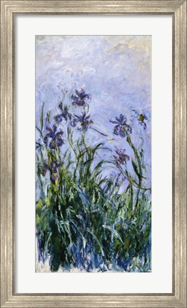 Framed Purple Irises, 1914-17 Print