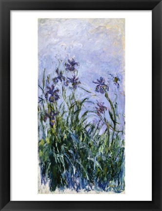 Framed Purple Irises, 1914-17 Print