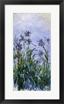 Framed Purple Irises, 1914-17 Print