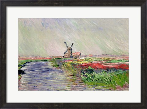 Framed Tulip Field in Holland Print