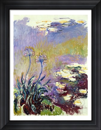 Framed Agapanthus, 1914-17 Print