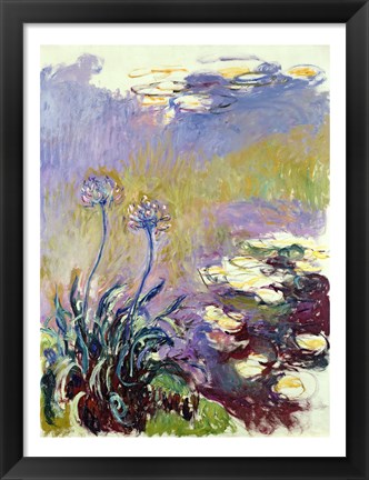 Framed Agapanthus, 1914-17 Print