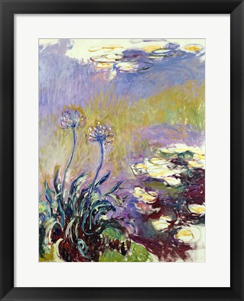 Framed Agapanthus, 1914-17 Print