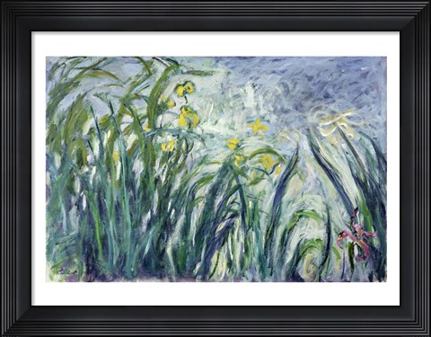 Framed Yellow and Purple Irises, 1924-25 Print