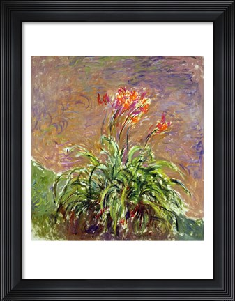 Framed Hemerocallis, 1914-17 Print