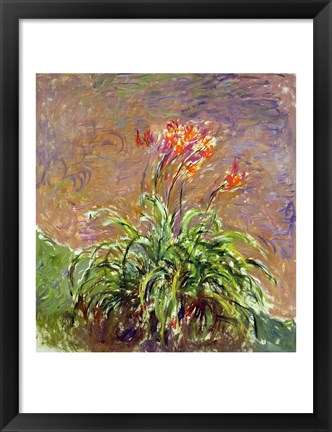 Framed Hemerocallis, 1914-17 Print