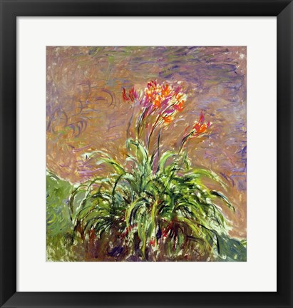 Framed Hemerocallis, 1914-17 Print