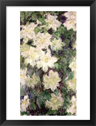 Framed White Clematis, 1887 Print