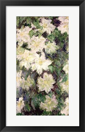 Framed White Clematis, 1887 Print