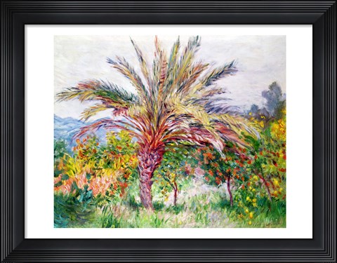 Framed Palm Tree at Bordighera Print
