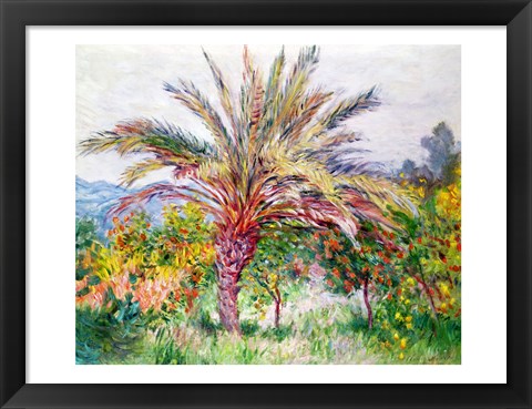 Framed Palm Tree at Bordighera Print