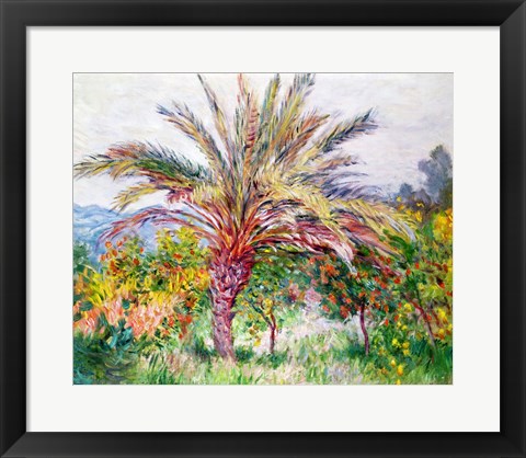 Framed Palm Tree at Bordighera Print