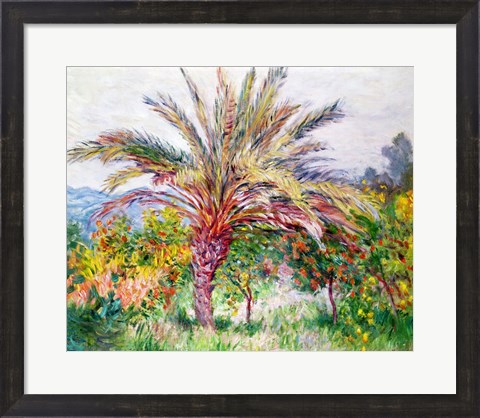 Framed Palm Tree at Bordighera Print