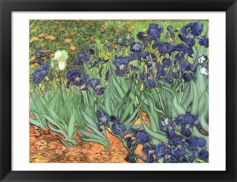 Framed Irises, 1889 Print