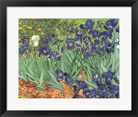 Framed Irises, 1889 Print