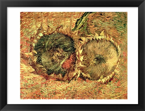 Framed Two Cut Sunflowers, 1887 Print