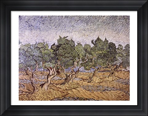 Framed Olive Orchard, Violet Soil Print