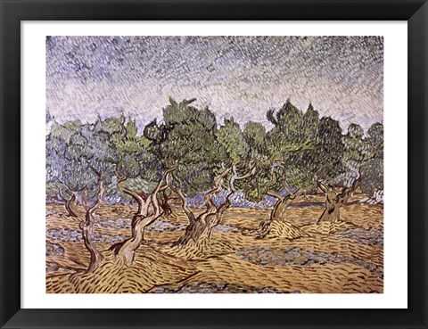 Framed Olive Orchard, Violet Soil Print