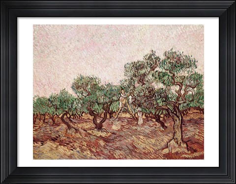 Framed Olive Pickers - picking Print